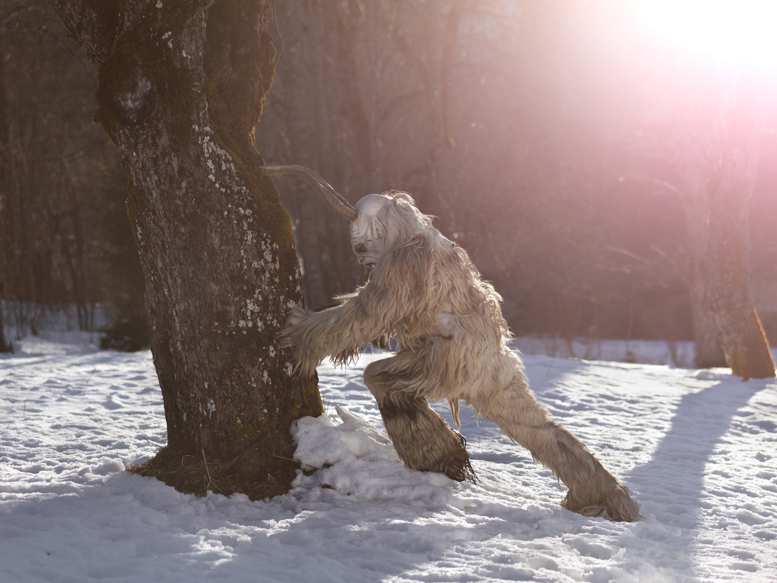 krampus si fa le corna su un albero